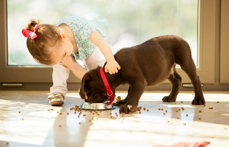 Toddler touching eating puppy doesn't know how to prevent dog bites