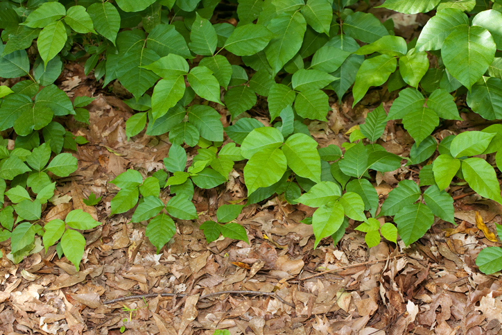 Poison Ivy plants growing on the ground showing three leaves to look for and avoid