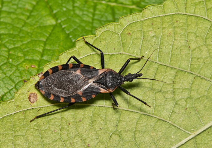 Kissing bug on a leaf that carries Chagas disease