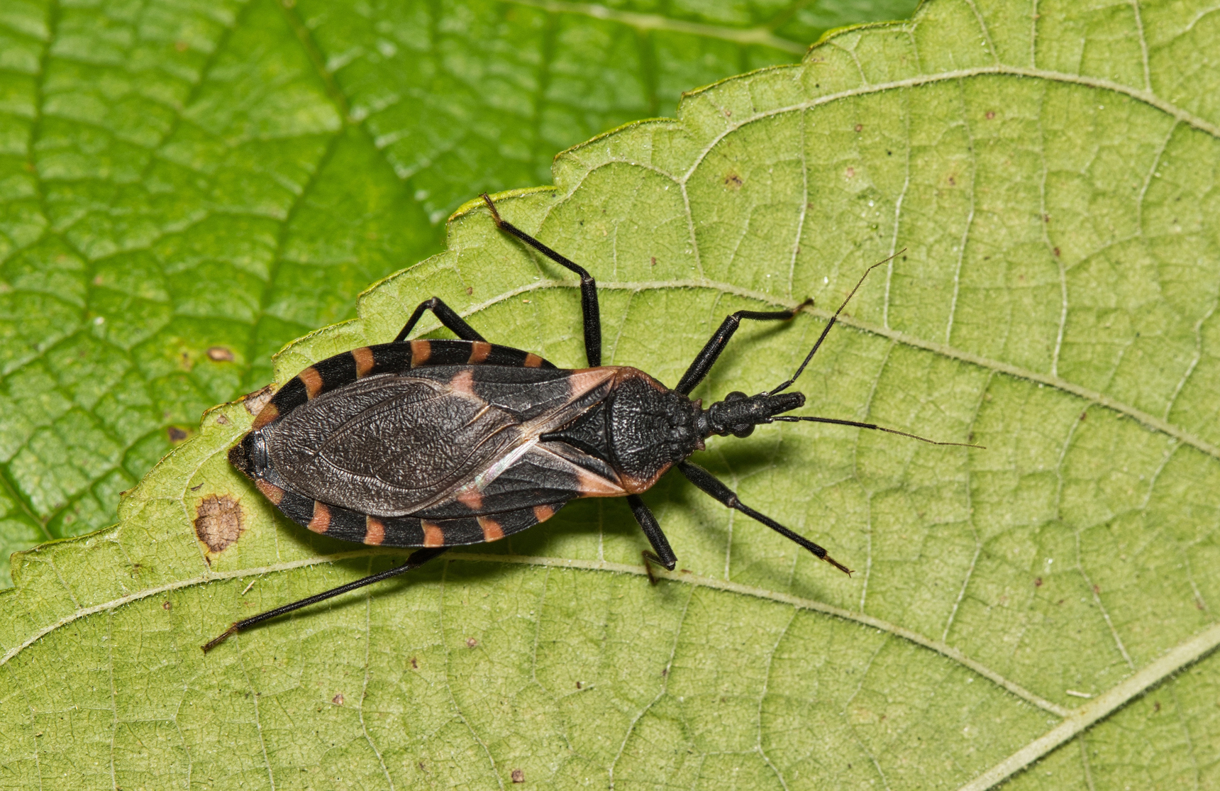 Kissing bug on a leaf that carries Chagas disease