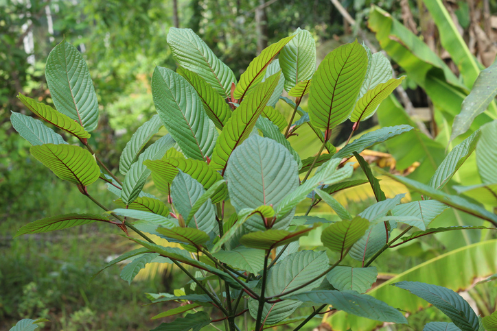 Kratom plant is growing in nature