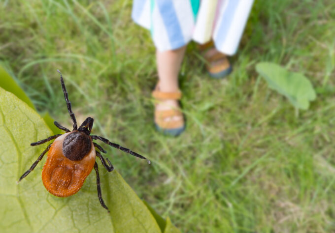 Tick hidden on a green leaf detail and little girl foots in sandals on a lawn outdoors.