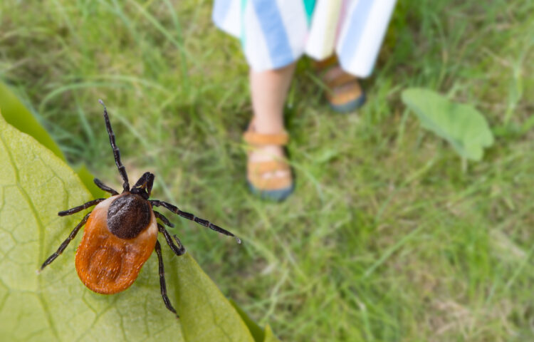 Tick hidden on a green leaf detail and little girl foots in sandals on a lawn outdoors.