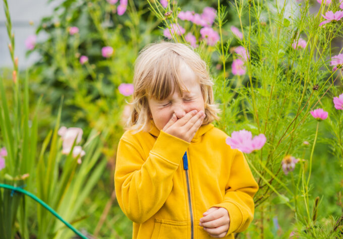 Child sneezing while standing among flowering plants outdoors during fall allergy season.